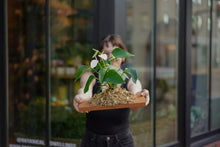 Load image into Gallery viewer, Anthurium Mounting Workshop
