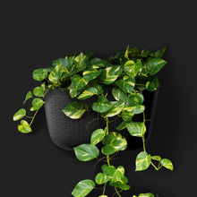 Load image into Gallery viewer, Wally Eco | Black
