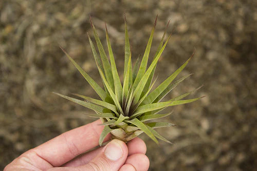 Fasciculata Air Plant