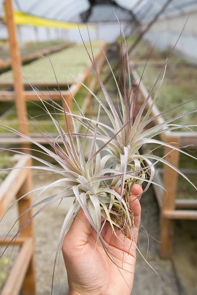 Gardneri Airplant