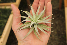 Load image into Gallery viewer, Harrisii Air plant
