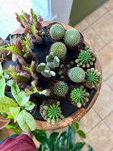 Load image into Gallery viewer, Succ It Up: Cactus &amp; Succulent Workshop
