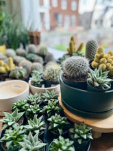 Load image into Gallery viewer, Succ It Up: Cactus &amp; Succulent Workshop
