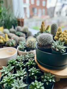 Succ It Up: Cactus & Succulent Workshop