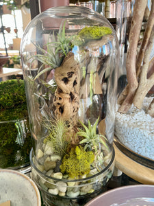 Airplant Terrarium Workshop