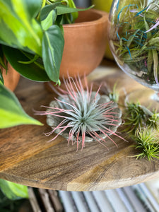 Airplant Terrarium Workshop