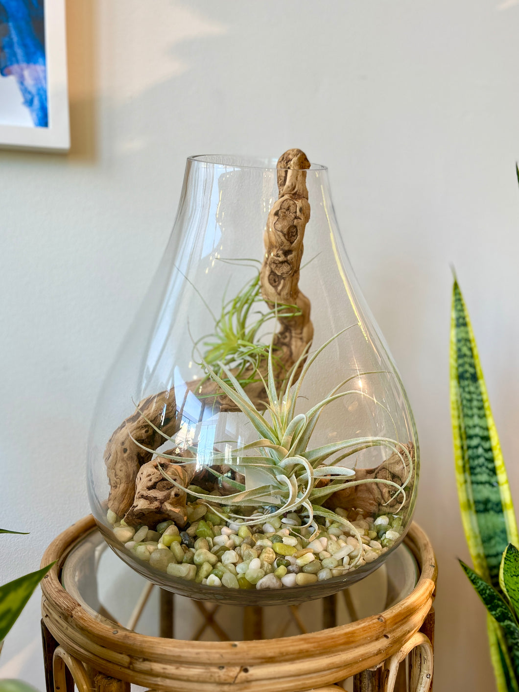 Airplant Terrarium Workshop