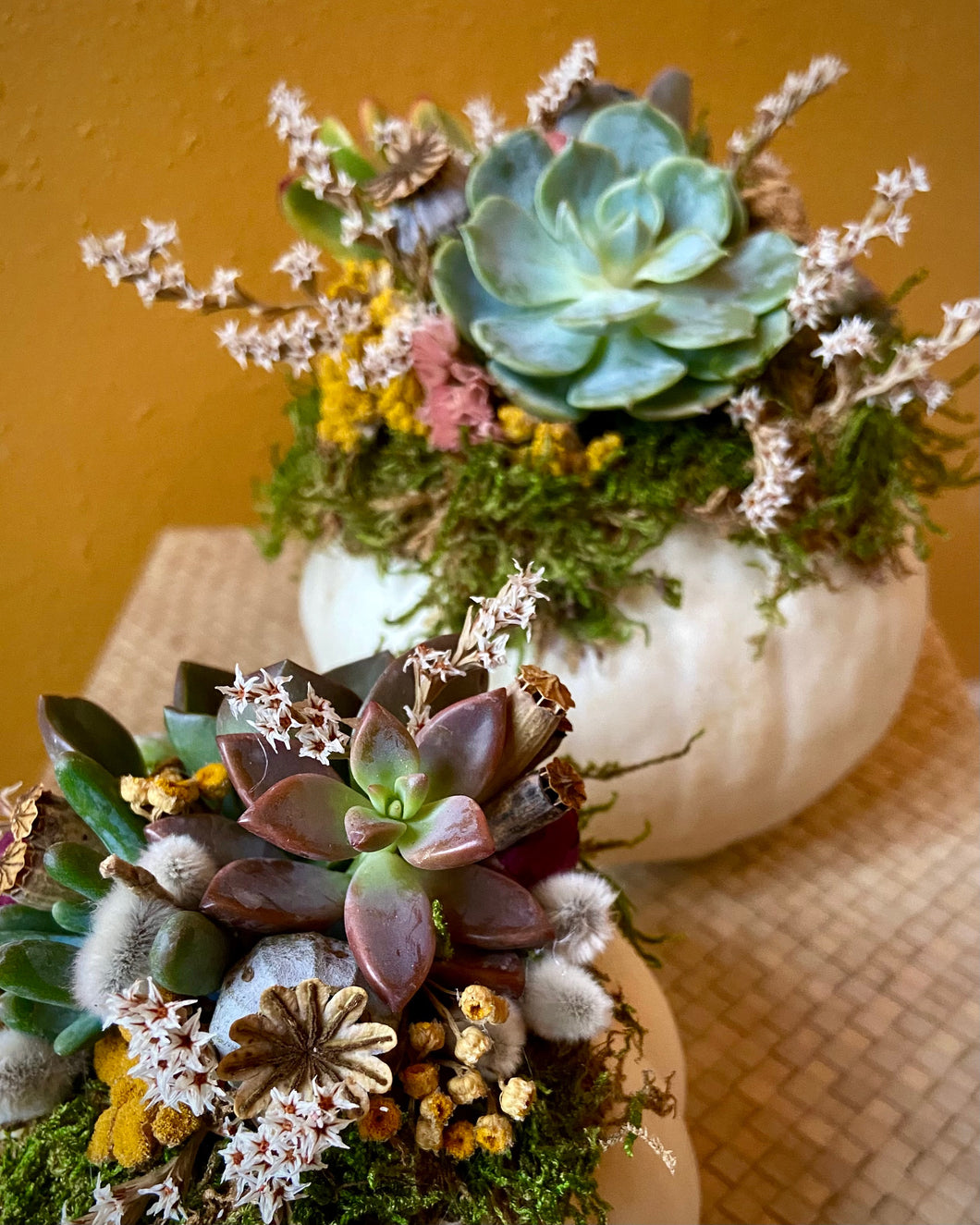 Succulent Pumpkin Workshop