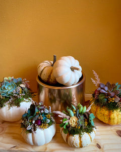 Succulent Pumpkin Workshop