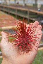 Load image into Gallery viewer, Ionantha Red
