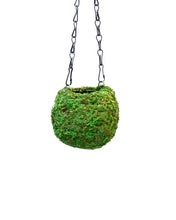 Load image into Gallery viewer, Hanging Kokedama Ball | Green
