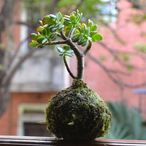 Kokedama Ball