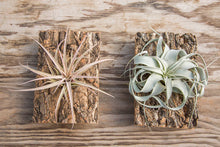 Load image into Gallery viewer, Air plant Cork Mount

