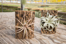 Load image into Gallery viewer, Air plant Cork Mount
