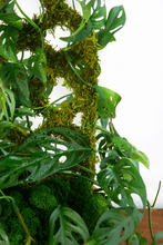 Load image into Gallery viewer, Diamond Trellis
