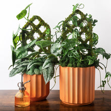 Load image into Gallery viewer, Diamond Trellis
