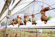 Load image into Gallery viewer, Hanging Air Plant on Grapewood
