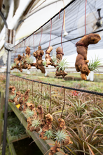 Load image into Gallery viewer, Hanging Air Plant on Grapewood
