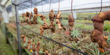 Load image into Gallery viewer, Hanging Air Plant on Grapewood
