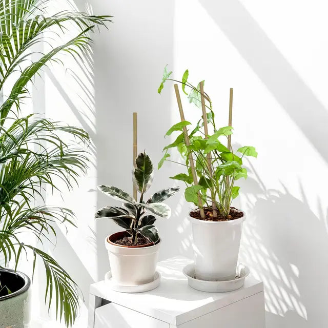 Bamboo Support Sticks – Botanical Dwellings