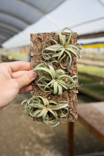 Load image into Gallery viewer, Air plant Cork Mount | 3 Holes
