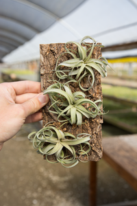 Air plant Cork Mount | 3 Holes