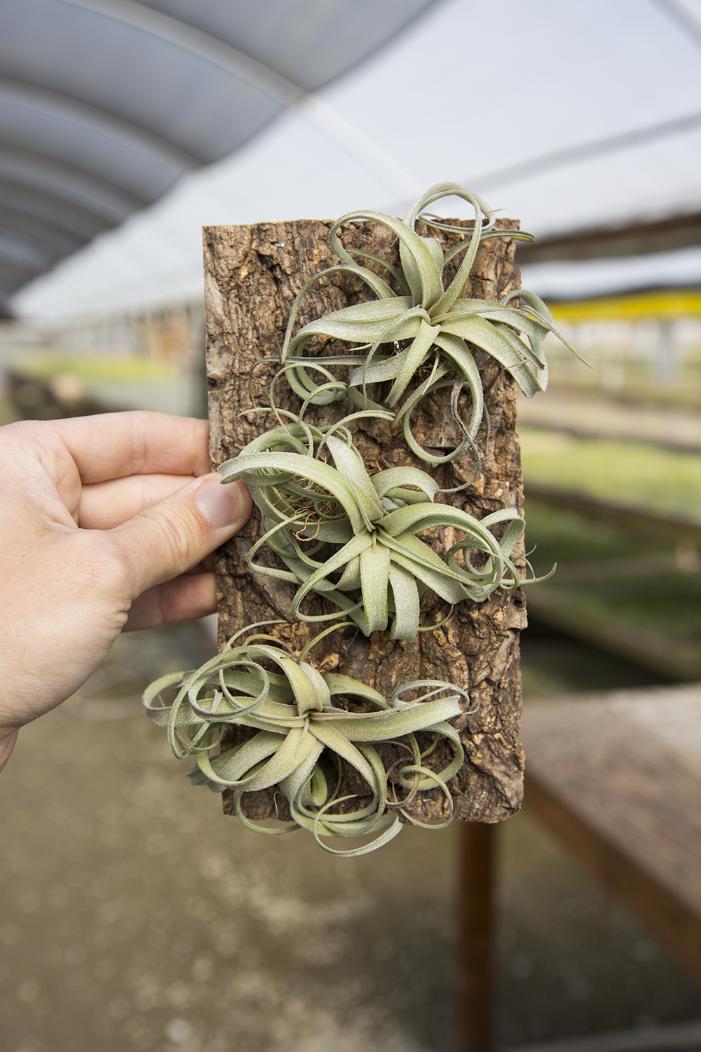Air plant Cork Mount | 3 Holes