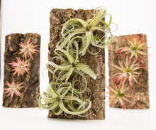 Load image into Gallery viewer, Air plant Cork Mount | 3 Holes
