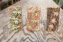 Load image into Gallery viewer, Air plant Cork Mount | 3 Holes
