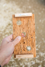 Load image into Gallery viewer, Air plant Cork Mount | 3 Holes
