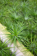 Load image into Gallery viewer, Stricta Hugo Air Plant
