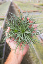 Load image into Gallery viewer, Stricta x Clump Air Plant
