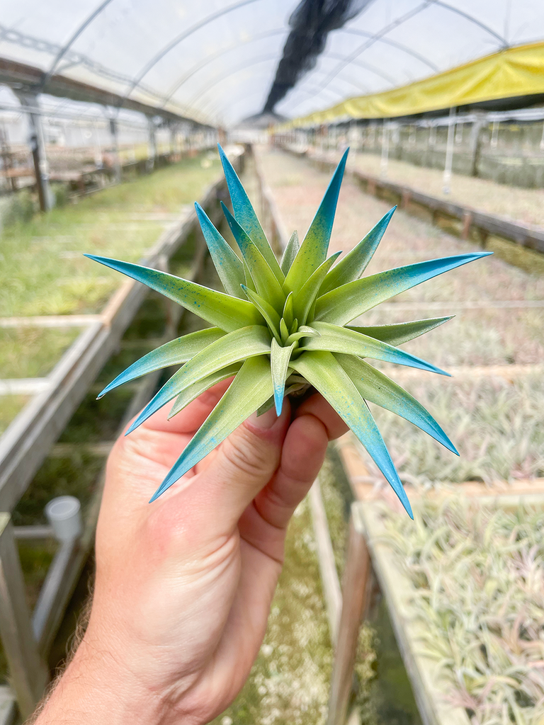 Velutina Air Plant  | Blue Raspberry