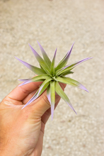 Load image into Gallery viewer, Velutina Air Plant  | Lavender Mist

