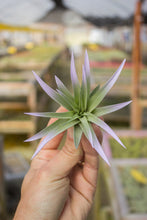 Load image into Gallery viewer, Velutina Air Plant  | Lavender Mist
