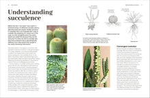 Load image into Gallery viewer, Cacti Succulents
