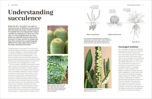 Cacti Succulents