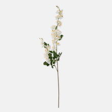 Load image into Gallery viewer, Campanula | Cream
