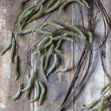 Load image into Gallery viewer, Trailing Catkin
