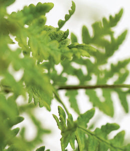 The Plant Recipe Book