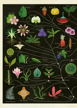 Load image into Gallery viewer, Botanicum
