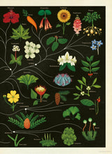 Load image into Gallery viewer, Botanicum
