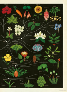 Botanicum