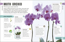 Load image into Gallery viewer, Happy Orchid
