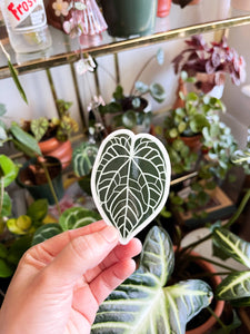 Anthurium Crystallinum Plant Leaf Sticker