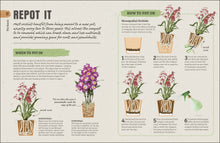 Load image into Gallery viewer, Happy Orchid
