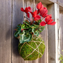 Load image into Gallery viewer, Hanging Kokedama Ball | Green
