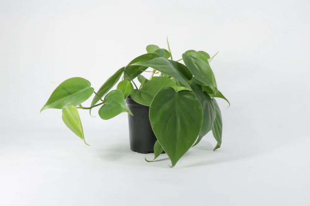 Philodendron Cordatum – Botanical Dwellings
