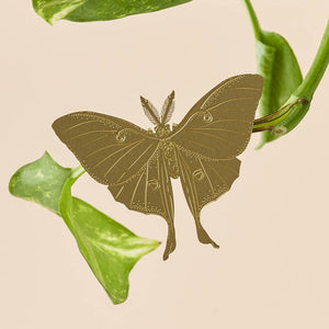 Plant Accent | Luna Moth