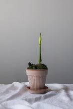 Load image into Gallery viewer, Simona Terracotta Planter | Rosa
